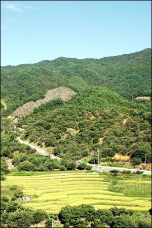 피아골 입구부터 해발 700m 지대까지 다랑논이 층층이 조성되어 있다. 